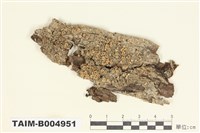 藏品(茶漬衣屬)的圖片